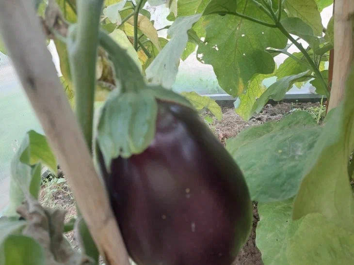 Aubergine