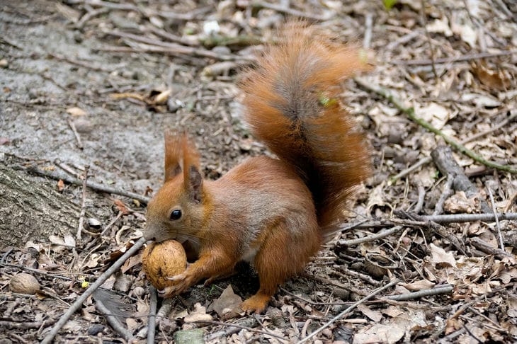 Eichhörnchen