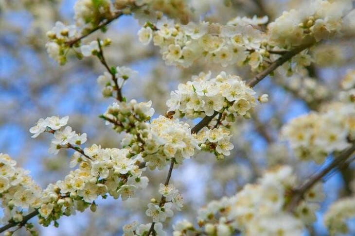 Arbre en fleurs