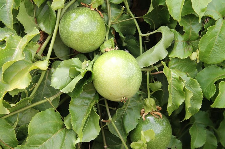 Passion fruit