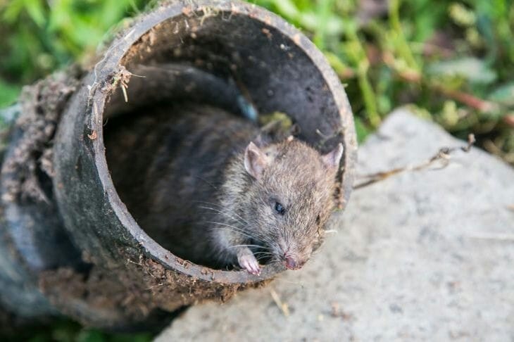 Souris dans un tuyau