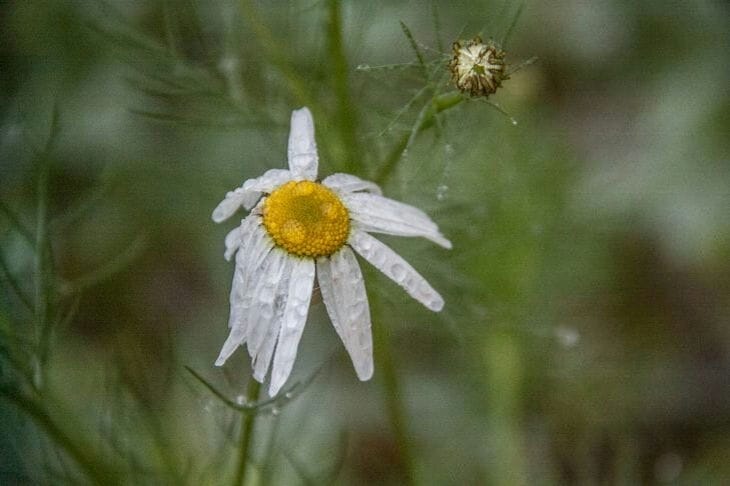 Chamomile