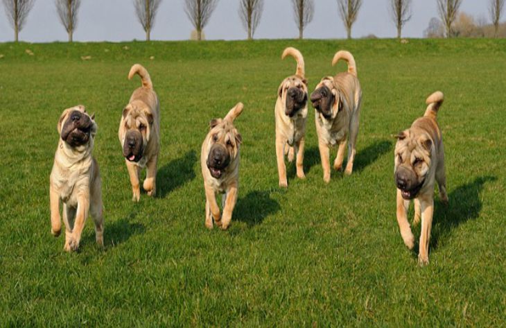 shar-pei