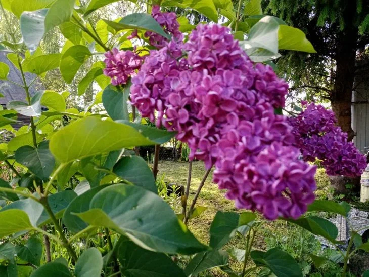 Lilas