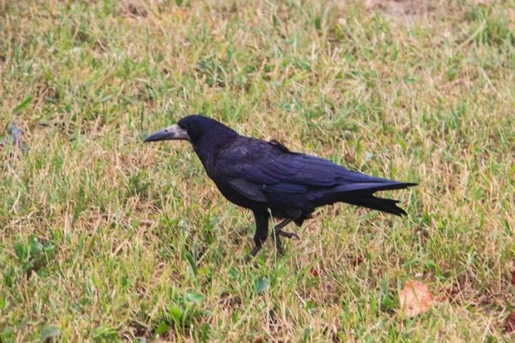 Crow