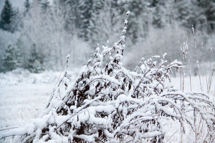 invierno