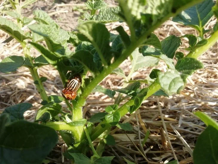 Colorado beetles