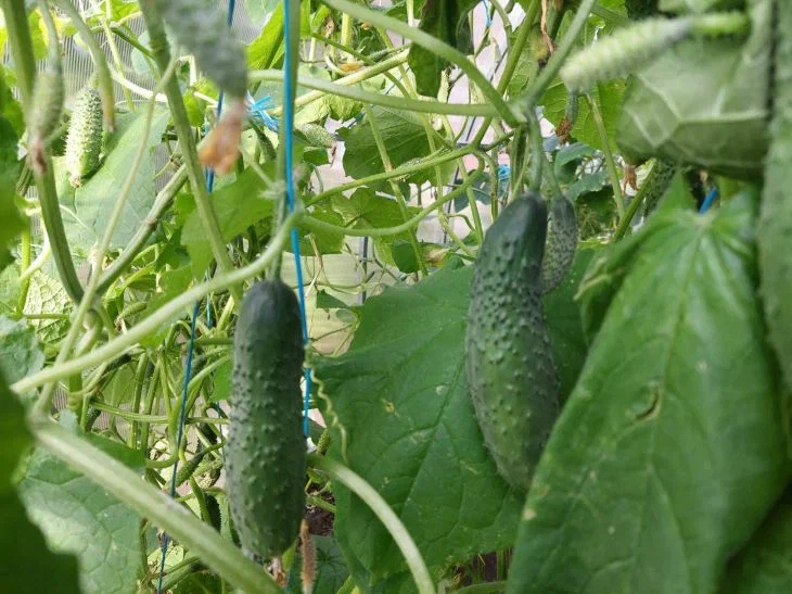 Cucumber