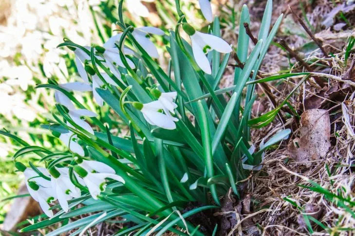 Campanilla de febrero