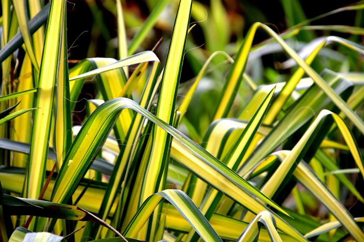 Chlorophytum