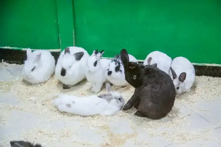 Rabbits