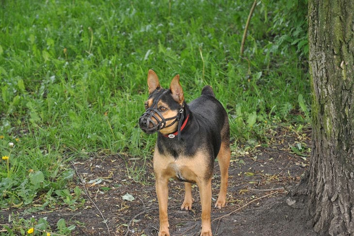 Dog in a muzzle