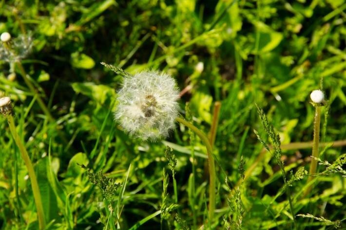 Dandelion 