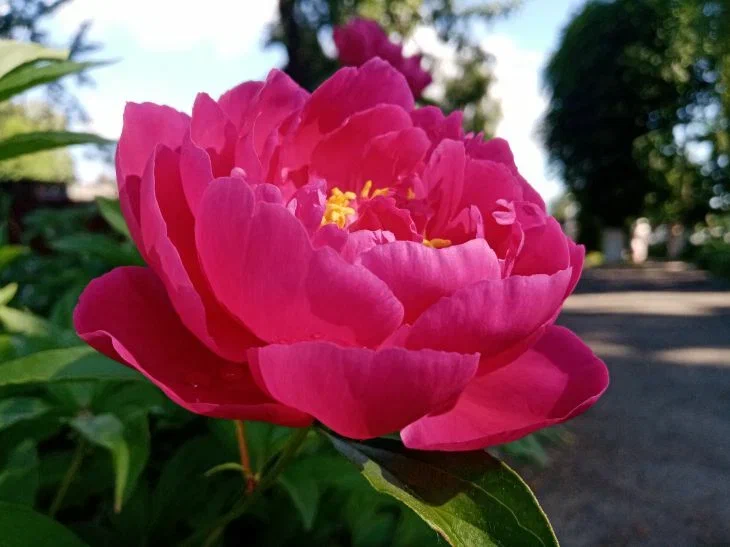 Peony