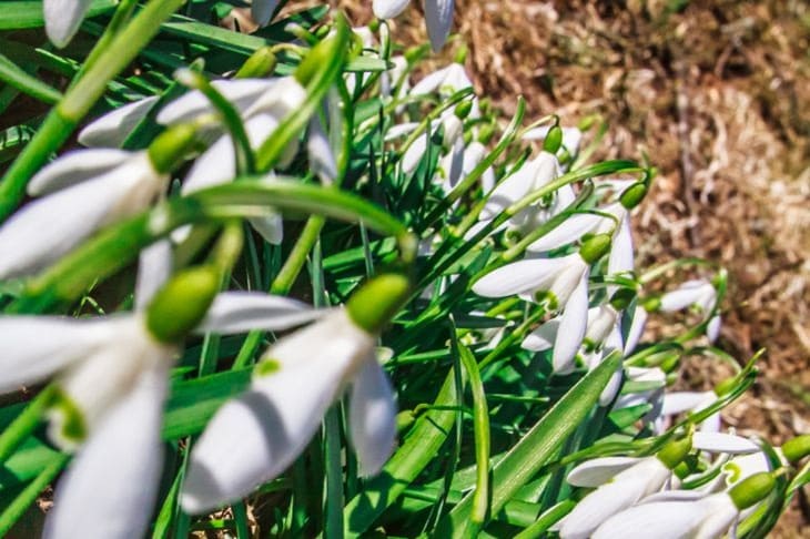 Snowdrops