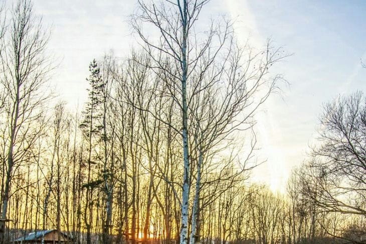 Natur, Bäume