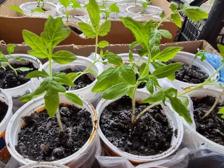 Tomato seedlings