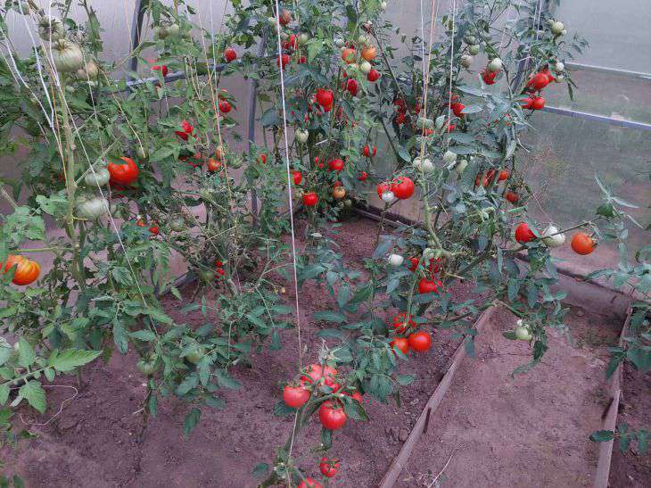 Tomaten