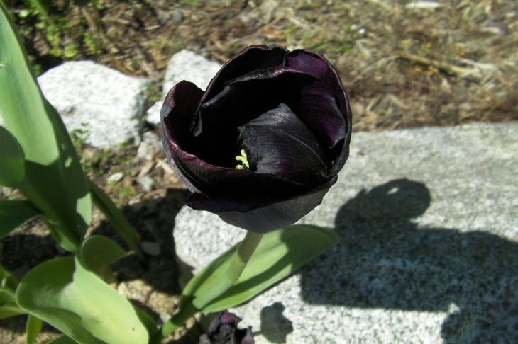 Black Tulip