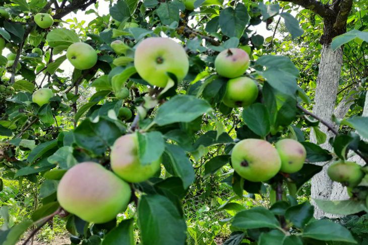 manzana