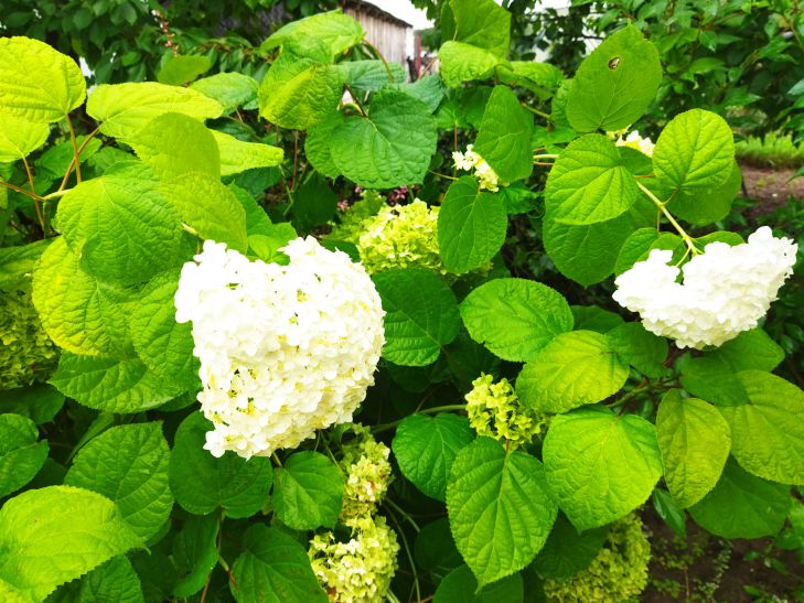 hortensia