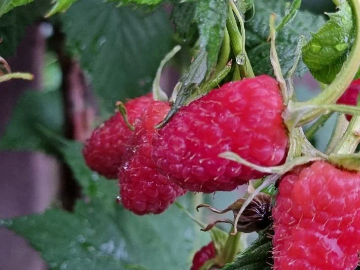 Framboise