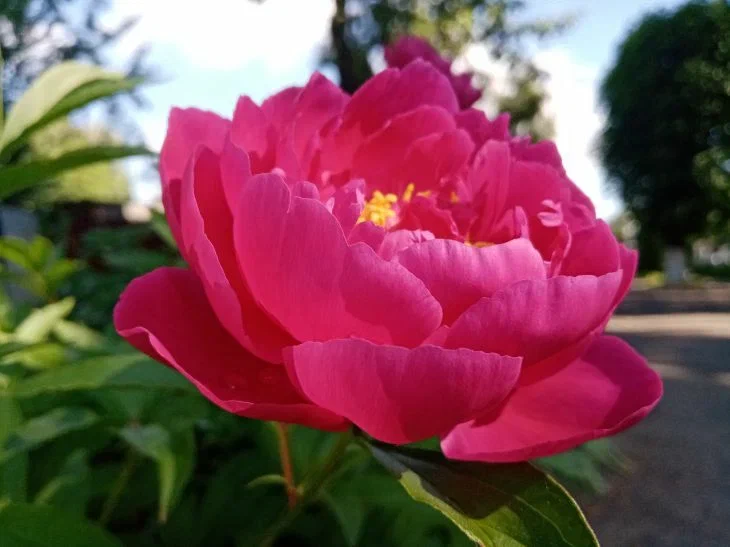 Peony