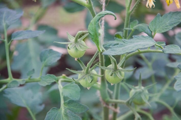 tomates