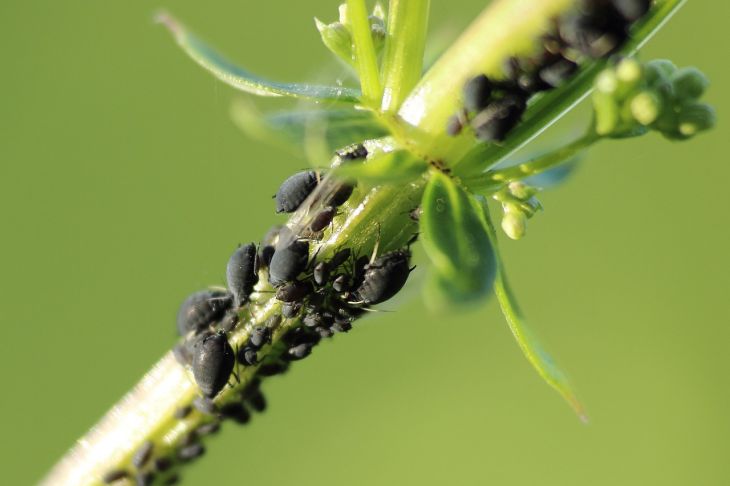 Aphids