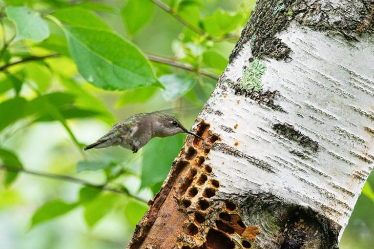 Birch bird