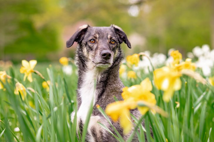 Dog Flowers