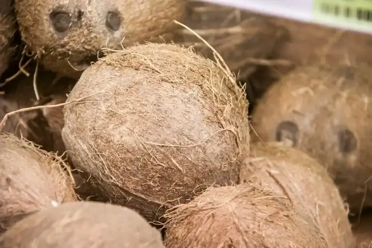 Coconut