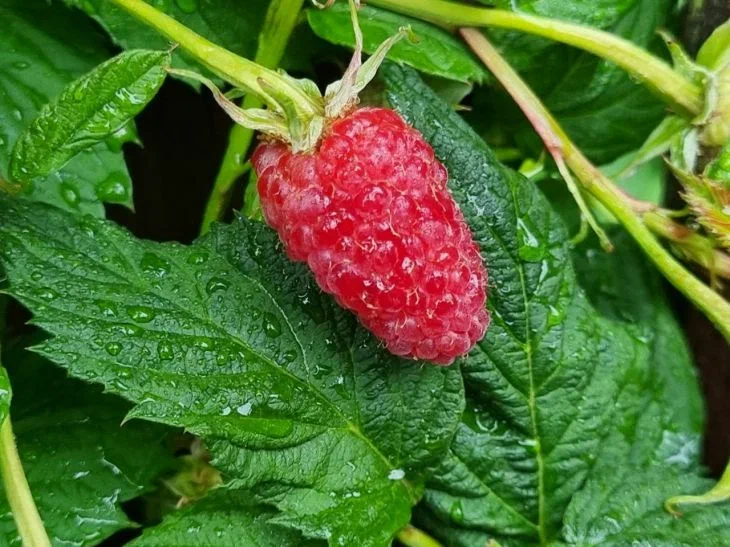 Framboise