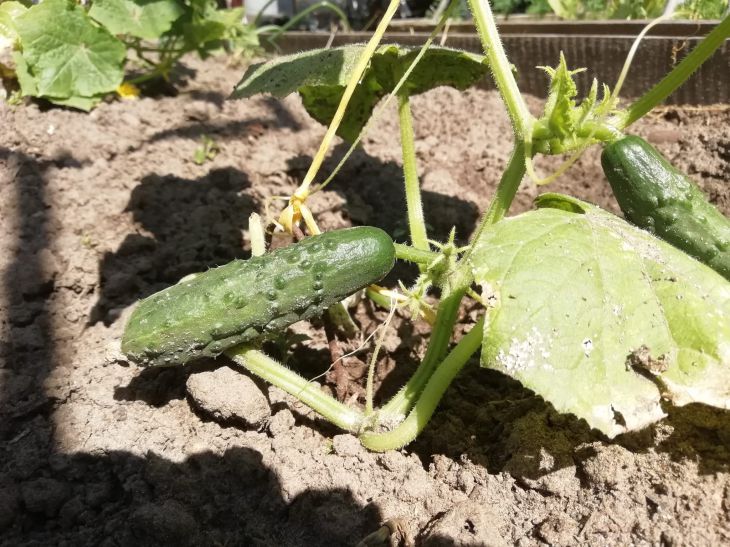 cucumbers