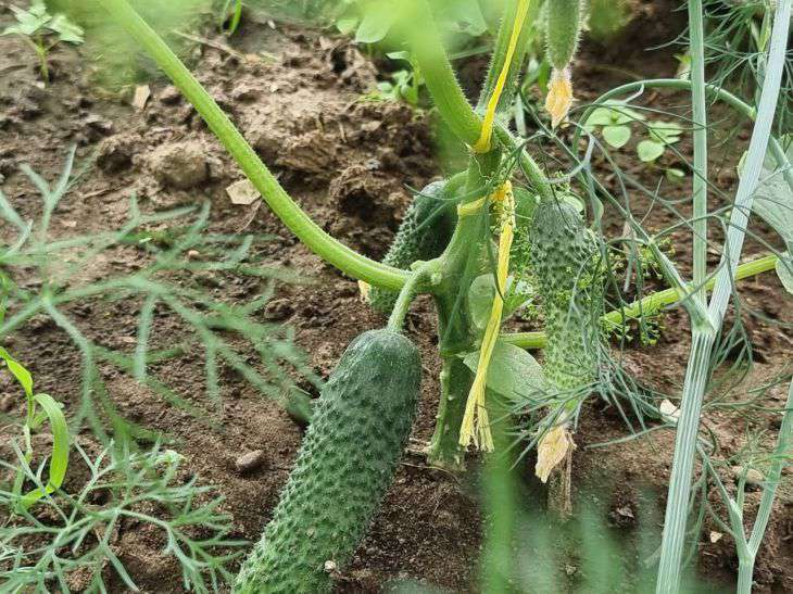 cucumbers