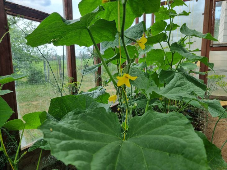 cucumbers