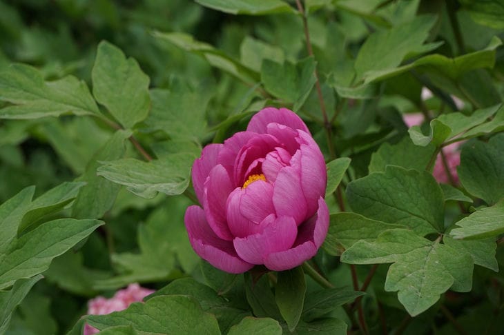 Peony Luoyang