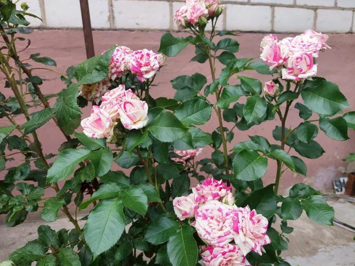 rosas