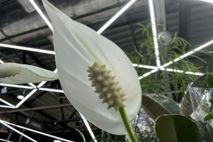 Spathiphyllum