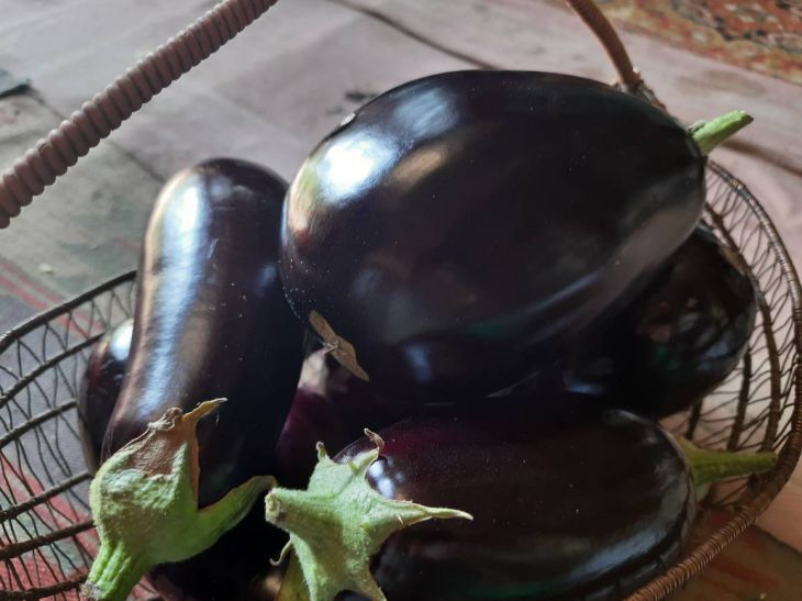 eggplant