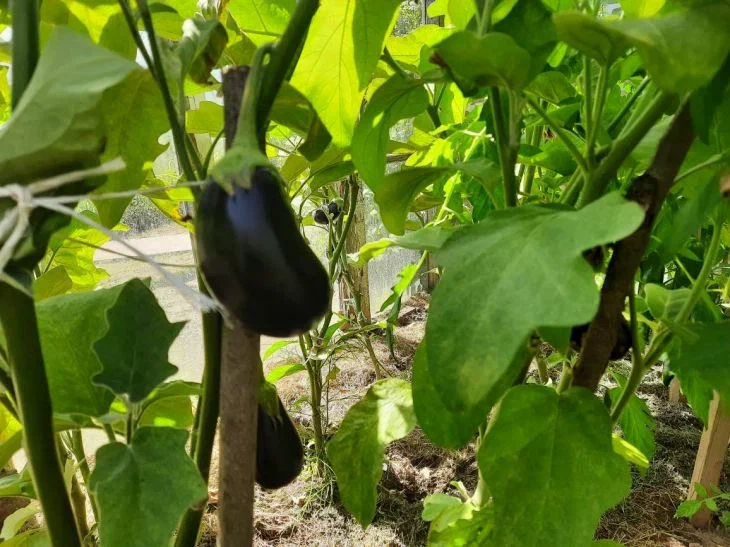 Eggplant