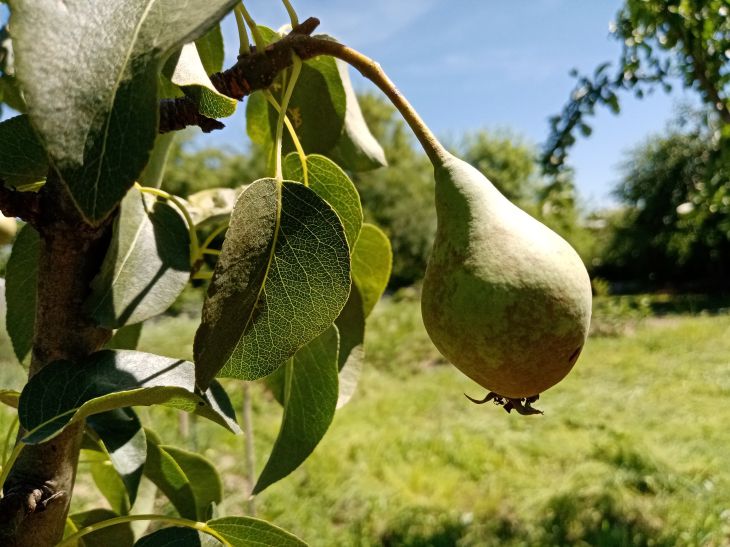 Poire