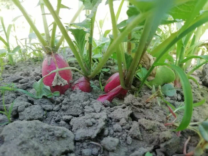 Radish