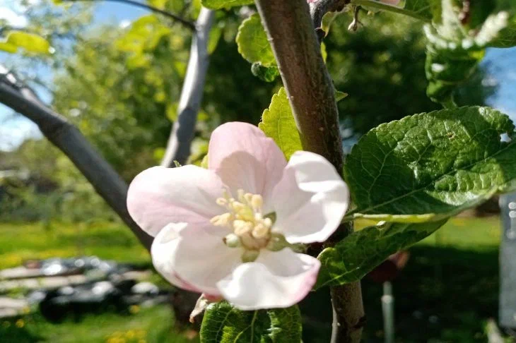 Manzana