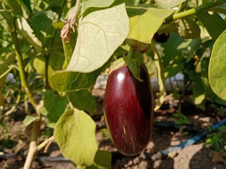 Aubergine