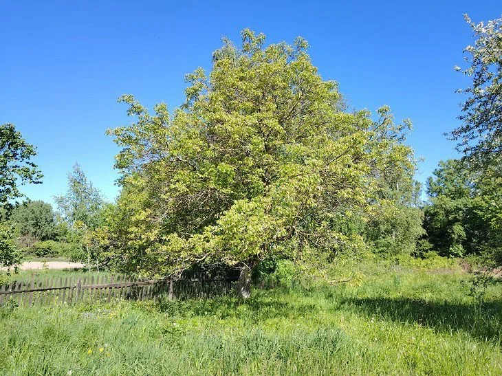 Árbol