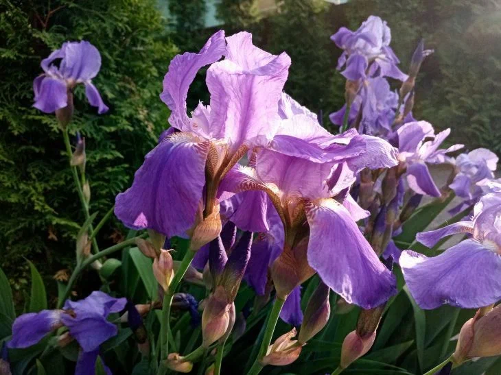 Irises