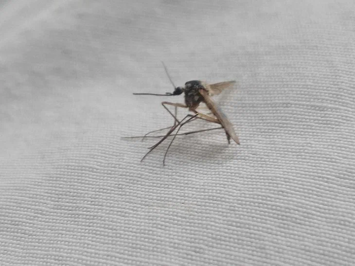 un mosquito