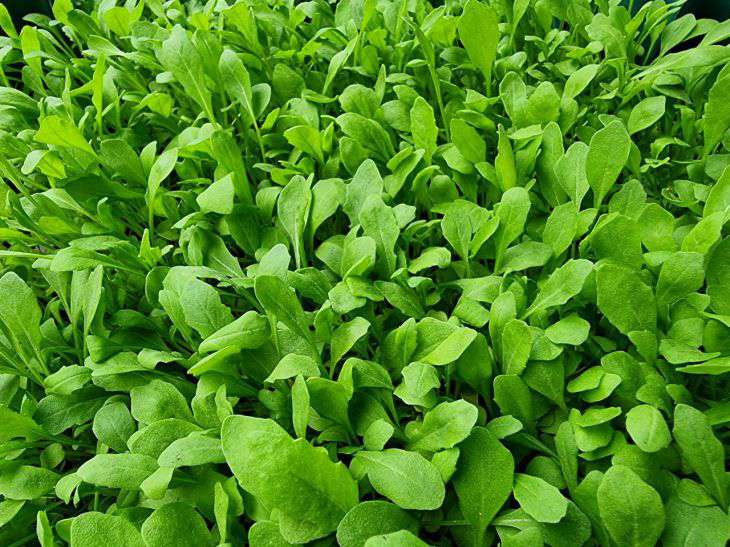 Rucola