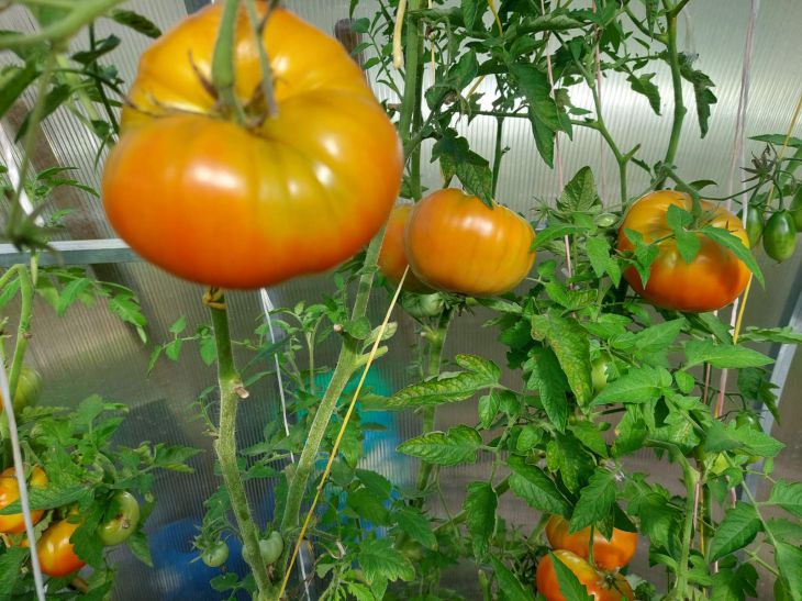 Tomaten